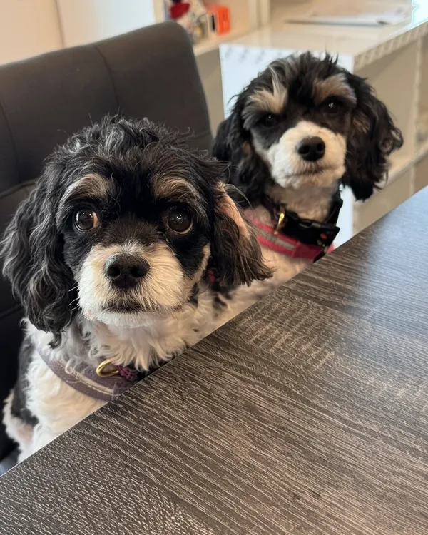 Mila and Lucy — official campaign mascots